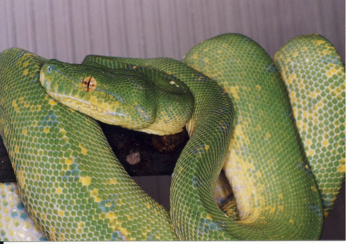 NZ8/1997 0,1 "So" přebarvuje