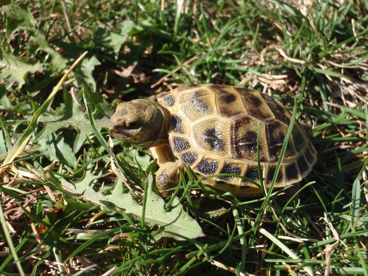 Testudo horsfieldi NZ2014