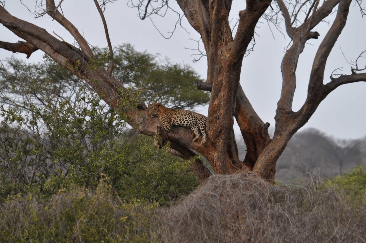 Levhart v podvečer - Tsavo West
