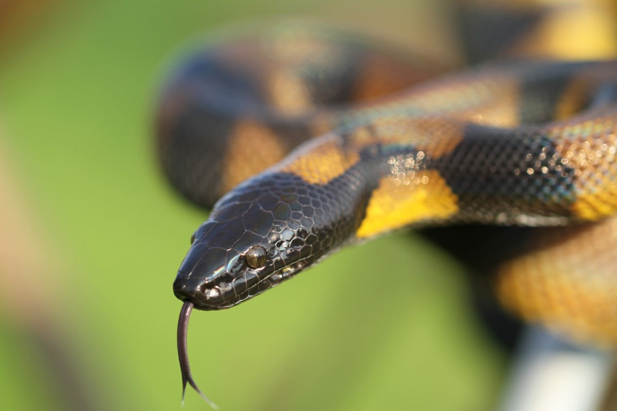 detail Bothrochilusky