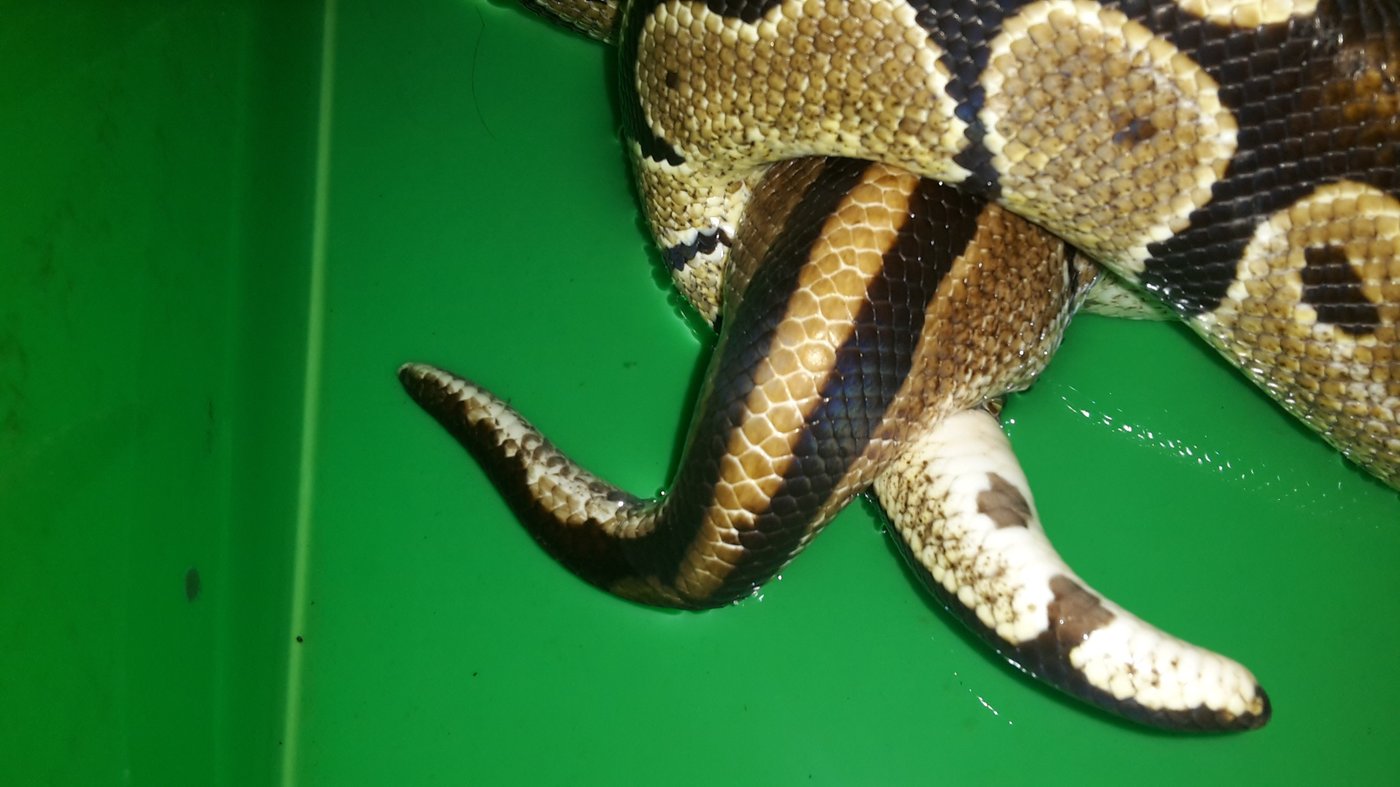 Kopulace 18. 1. 2019