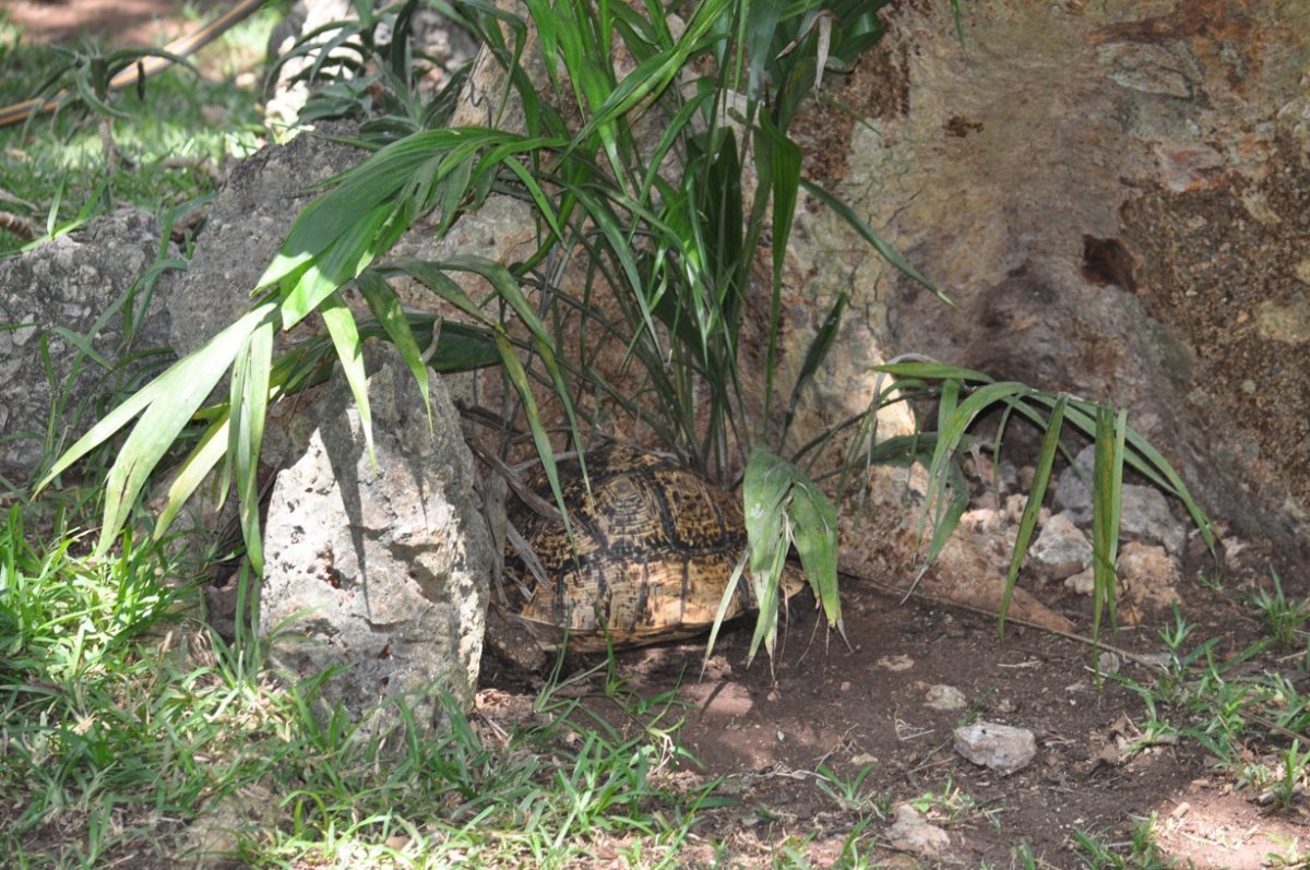 Geochelone..pak..Stigmochelys..a teď.. Psammobates pardalis