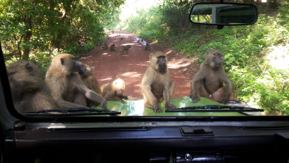 ...na babuiny bacha...tihle prudí v Lake Manyara