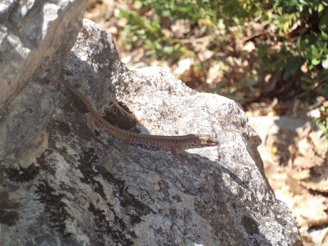 Hojná ještěrka zední (Podarcis muralis) ze dna kaňonu