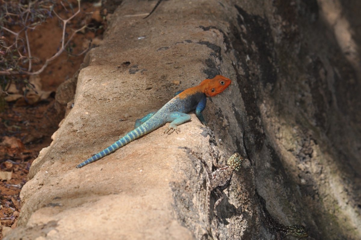 Agama osadní Agam agama v Tsavo West