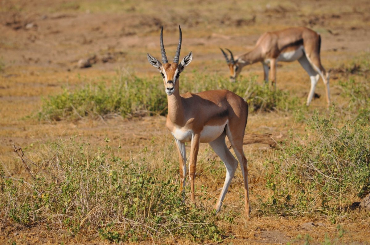 Elegantní gazela Thomsonova v Amboseli