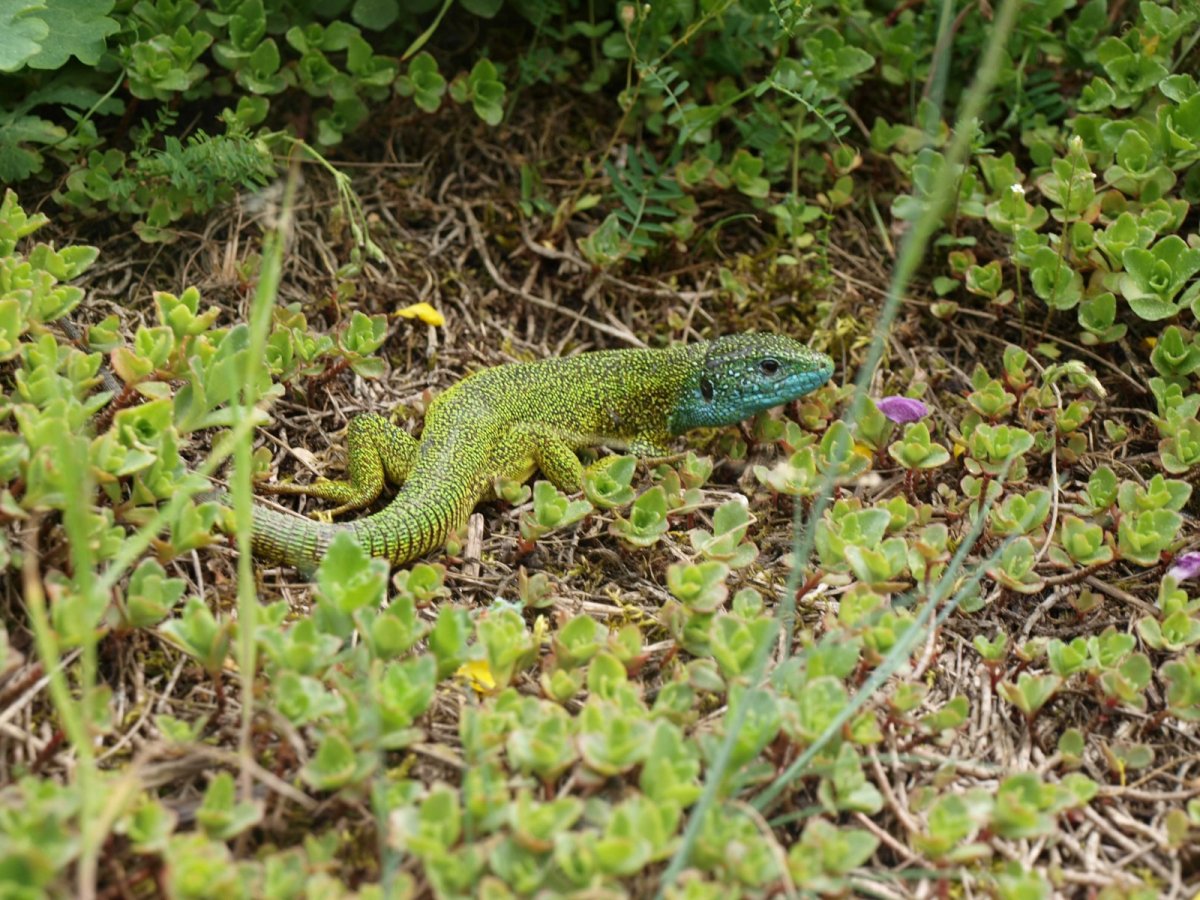 V NP Podyjí reativně hojná ještěrka zelená (Lacerta viridis)