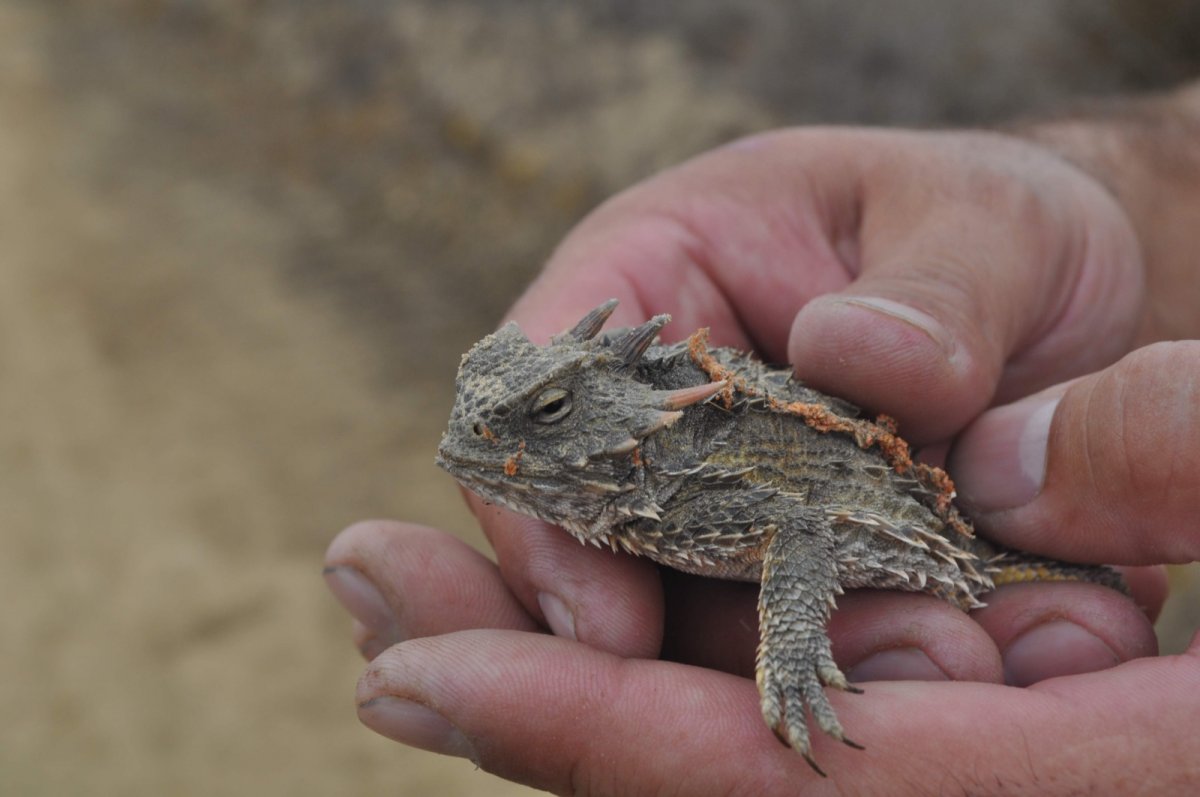 Phrynosoma suspectum u Los Angeles