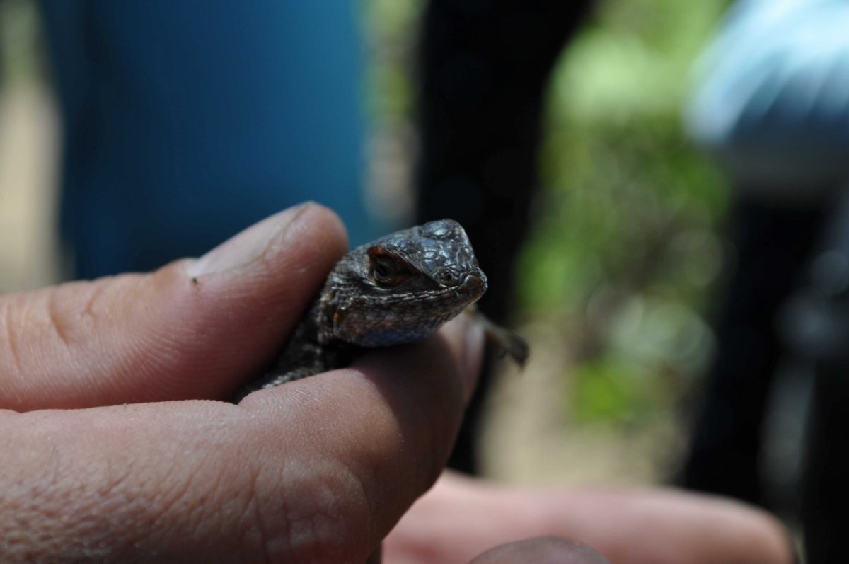 leguánek Scelophorus occidentalis taylori v Sequoia parku