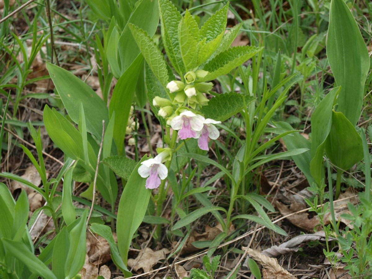 medovník meduňkolistý (Melittis melissophyllum). 