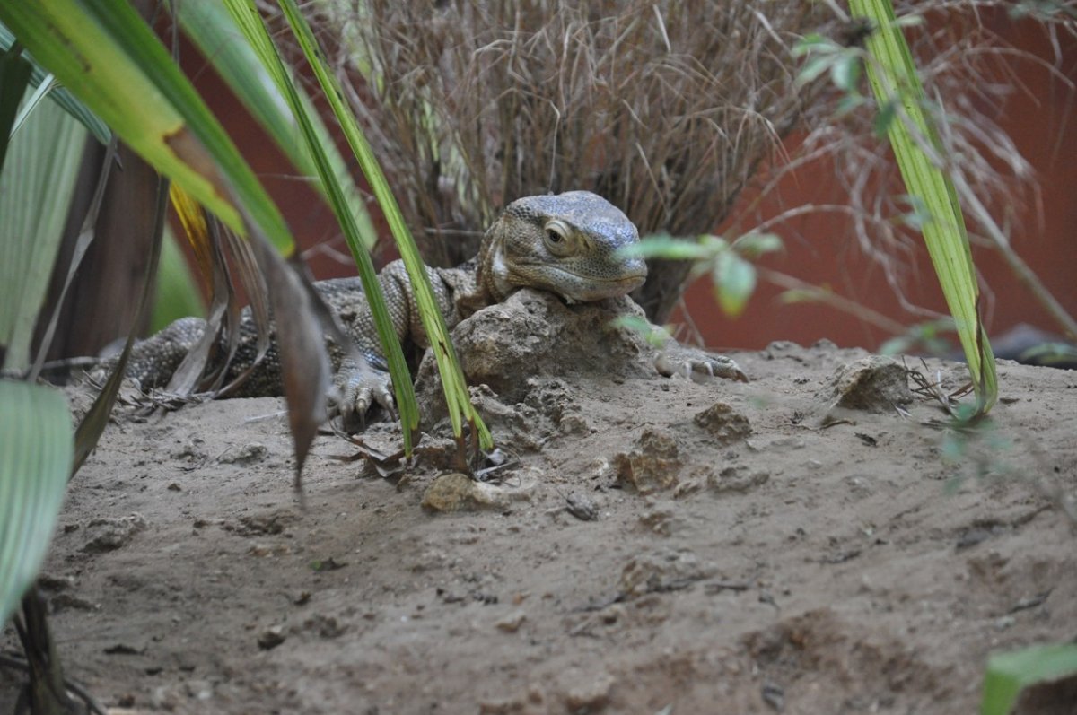 Varan nilský Varanus niloticus