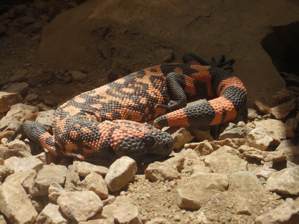 korovec Heloderma suspectum v ZOO San Diego