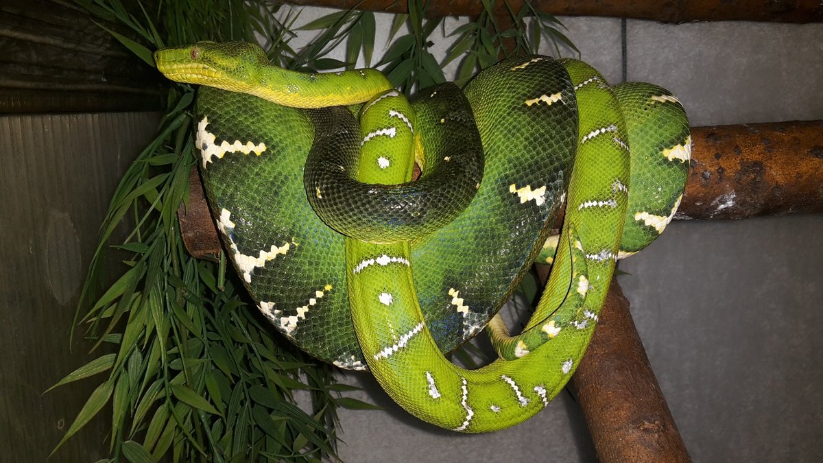 pokusy páření "Bl" v roce 2017