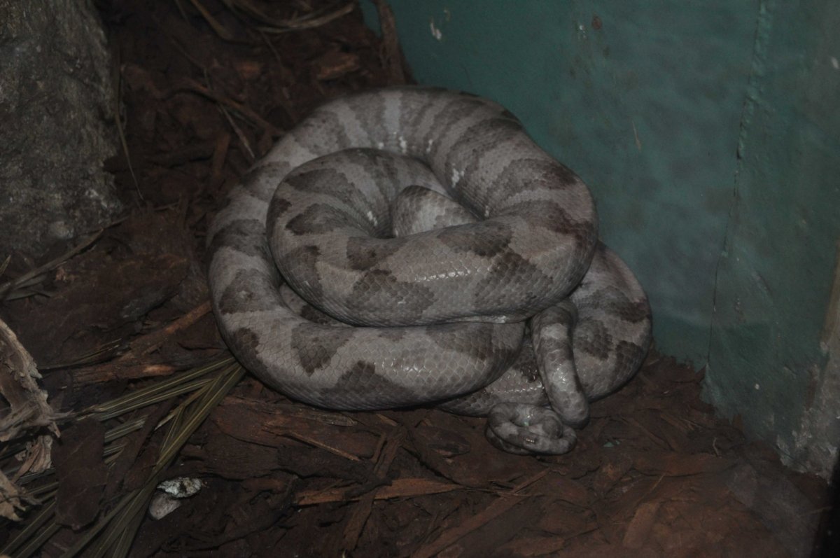 Vysněný psohlavec Corallus anulatus v ZOO San Diego