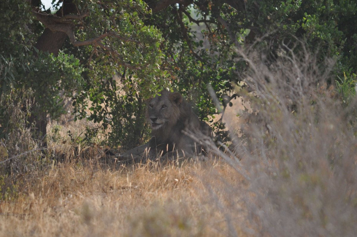 Lví odpočinek ve stínu - Tsavo East