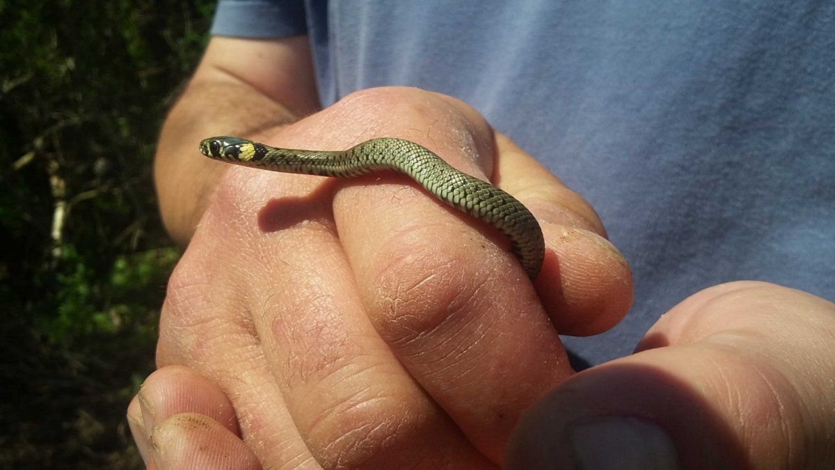 Necelý rok stará Natrix natrix - užovka obojková - nalezená na vinici Šobes