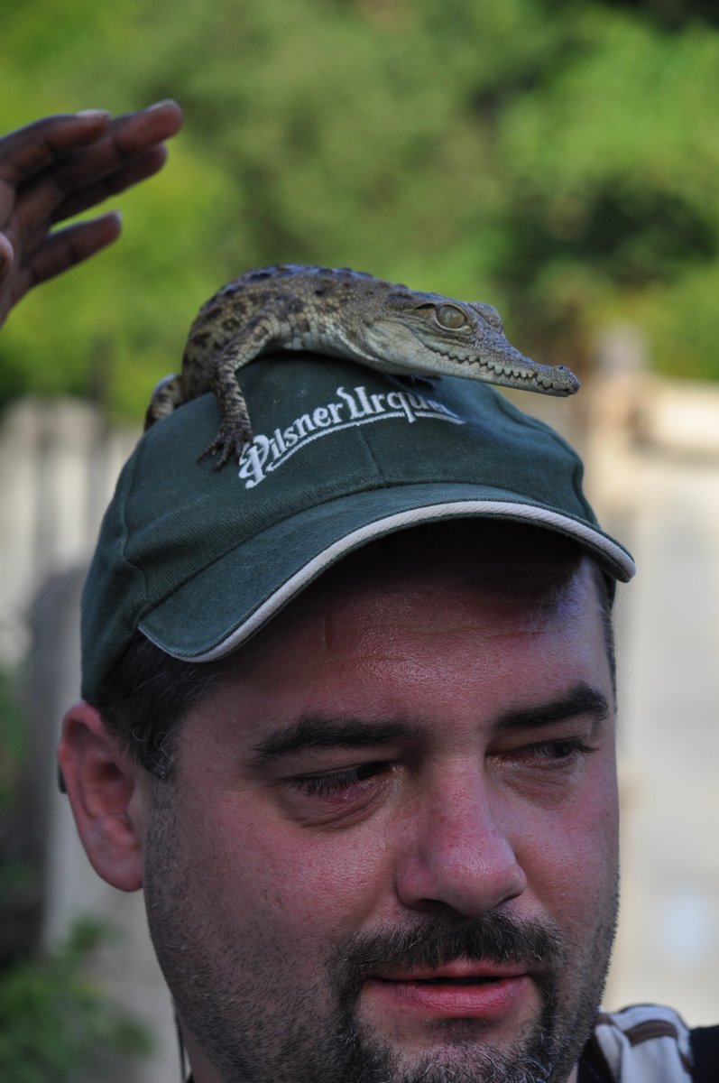 Crocodylus pilsnerus urquelíííí