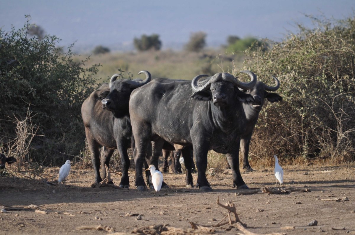 Buvoli kaferští pod Kilimanžárem v Amboseli