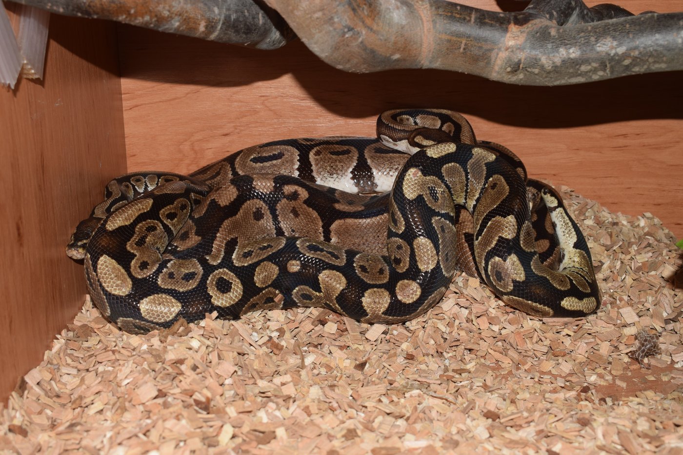 projevy sympatií - je zajímavé, že aktivnější je samice