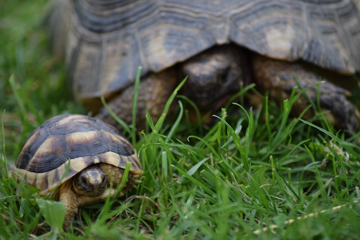 roční mládě s matkou Ang