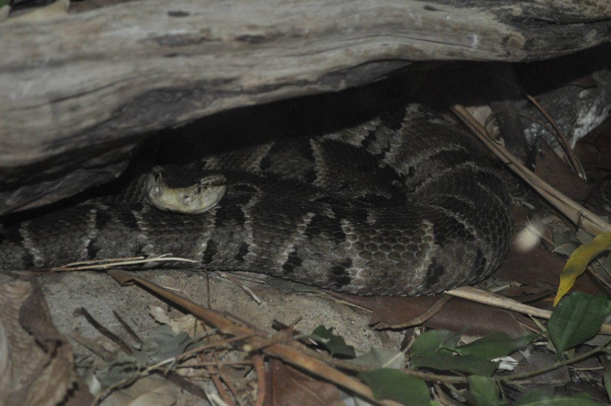 křovinář Bothrops asper v ZOO San Diego