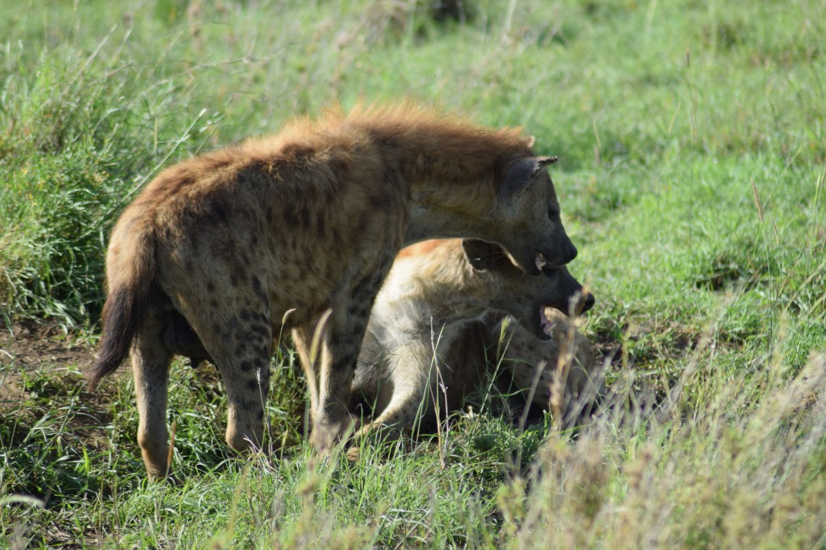 ..ten vo tý blondýně byl dobrej...hi hi hiiii - hyeny skvrnité v Serengeti