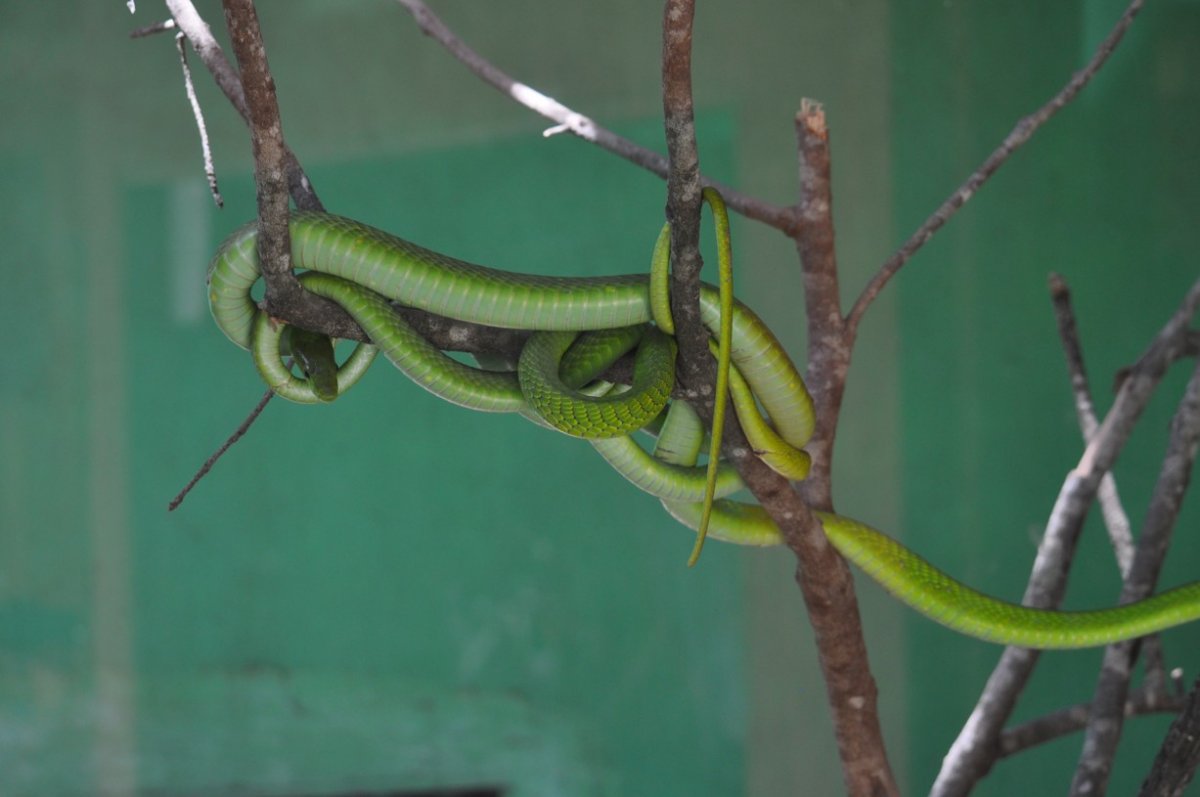 Mamba zelená (Dendroaspis angusticeps) v Hellerově parku