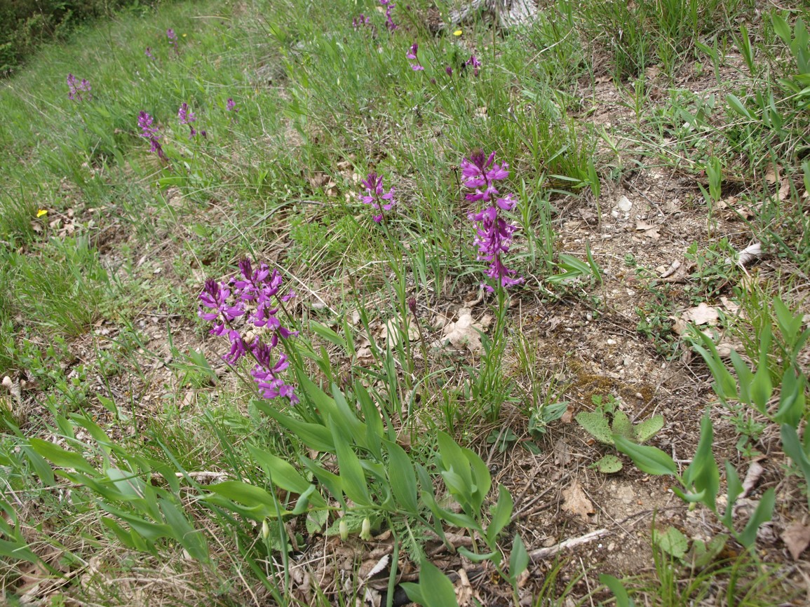 vítod větší (Polygala major)