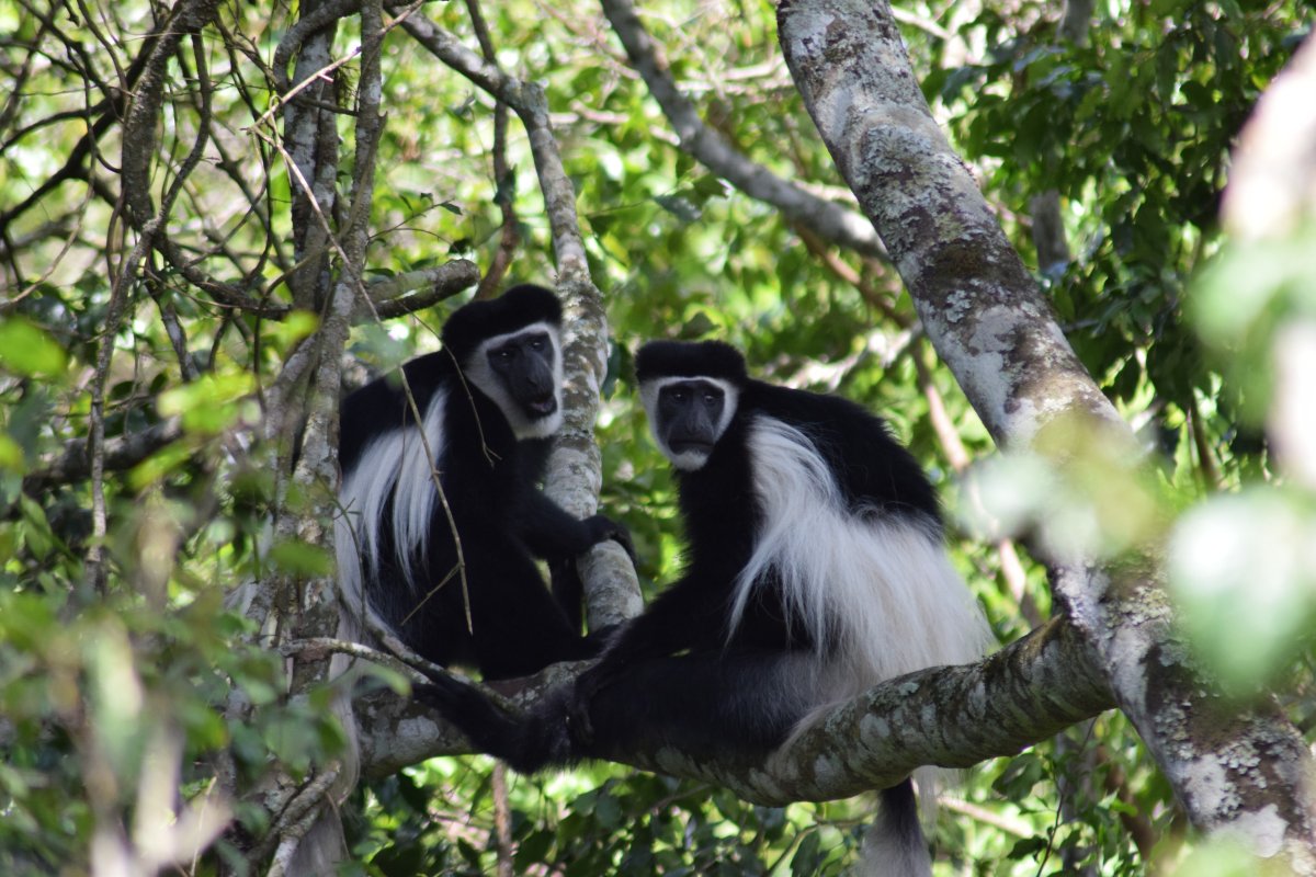 Guerézy jsou manekýny NP Arusha