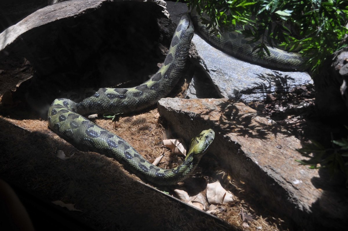 zmije Bitis parviocula v ZOO San Diego