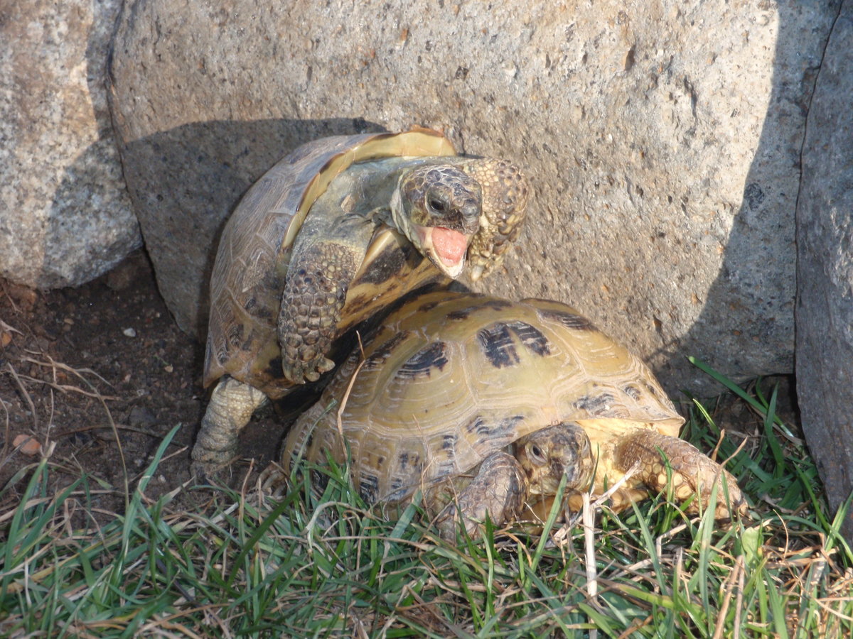 Bod a Suz (Testudo horsfieldi)