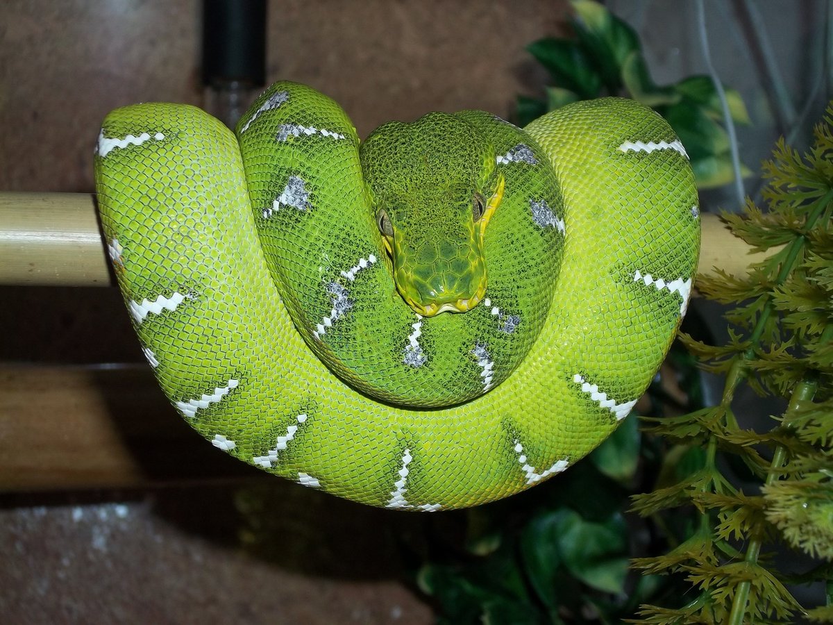 "Ed" ve třech letech